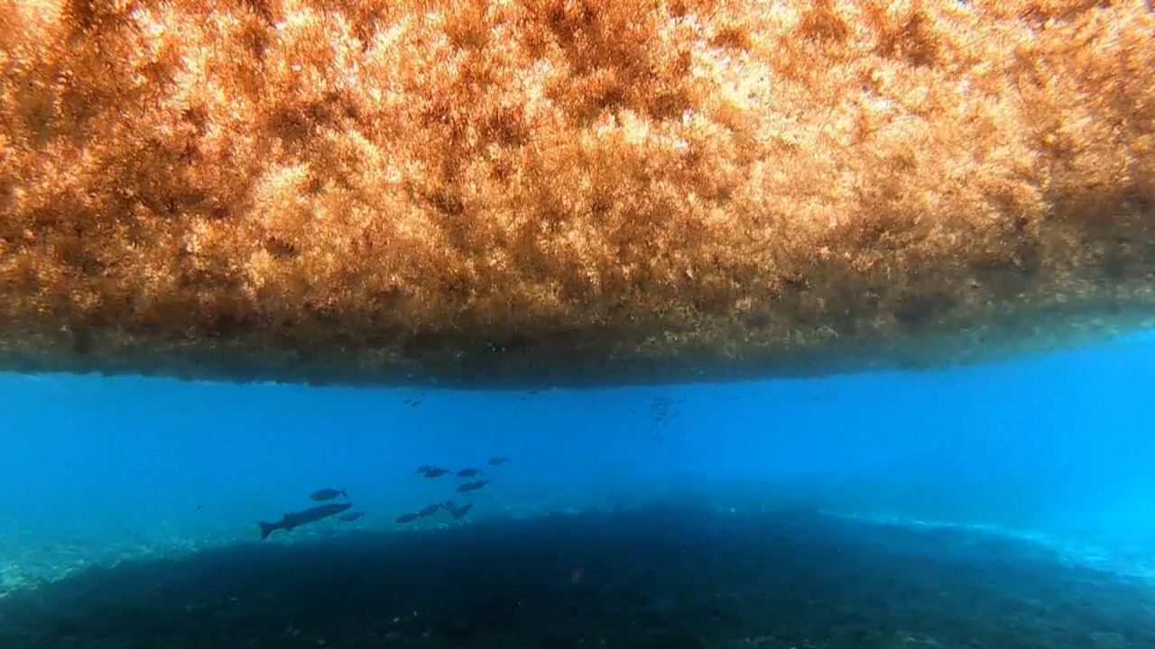 Una masa gigante de algas se dirige a las costas de Florida y otras partes del Golfo de México.